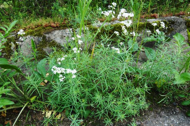 Felsenberg 16 001 Blaugrnes Labkraut (Galium glaucum)