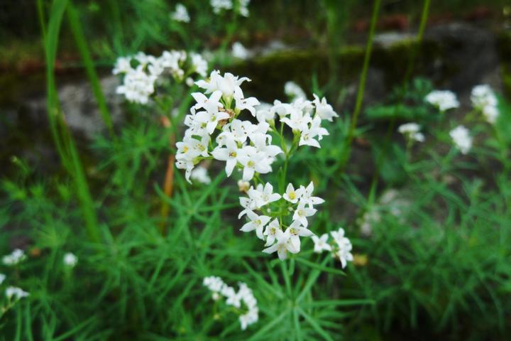 Felsenberg 16 003 Blaugrnes Labkraut (Galium glaucum)