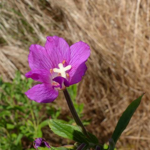 Felsenberg 16 004 Zottiges Weidenrschen (Epilobium hirsutum)