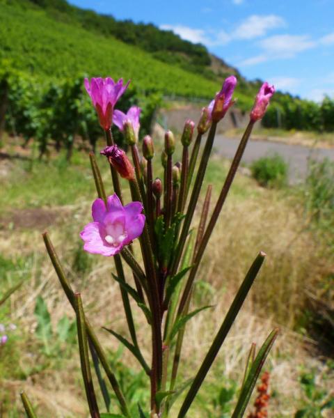 Felsenberg 16 009 Kleinbltiges Weidenrschen (Epilobium parviflorum)