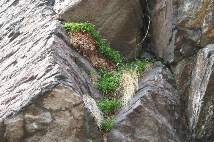 Felsenberg 16 013 Nordischer Streifenfarn (Asplenium septentrionale)