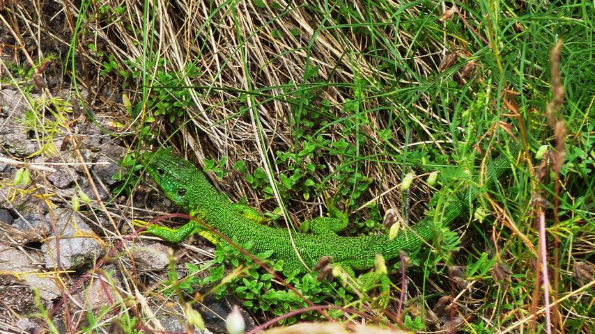 Felsenberg 16 016 Westliche Smaragdeidechse [Lacerta bilineata]