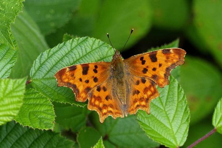 Felsenberg Kunoweg Juni 15 010 C-Falter (Polygonia c-album)