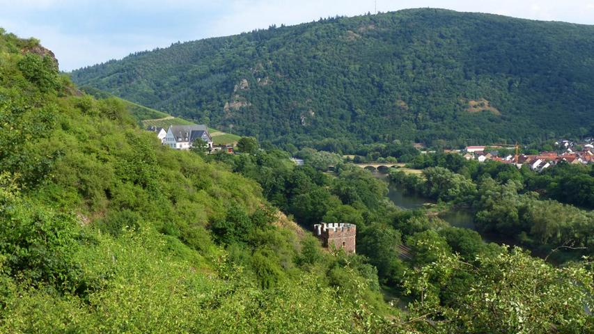 Felsenberg Kunoweg Juni 15 019 Lebensraum der Zippammer am Kunoweg