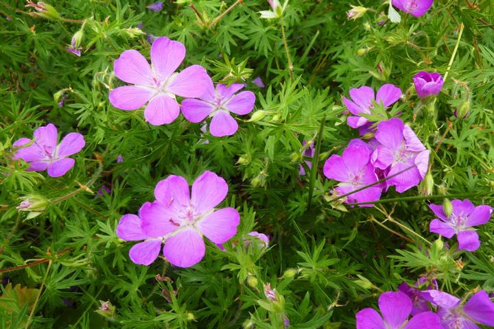 Heimberg Mai 15 015 Blutroter Storchenschnabel (Geranium sanguineum)