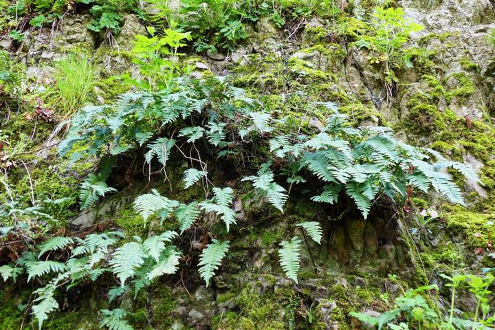 K640_Bayr. Bahn 16 040 Gemeiner Tpfelfarn, Engels [Polypodium vulgare]