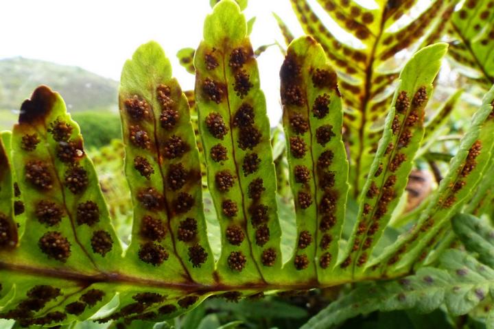 K640_Bayr. Bahn 16 041a Gemeiner Tpfelfarn, Engels [Polypodium vulgare], Sori