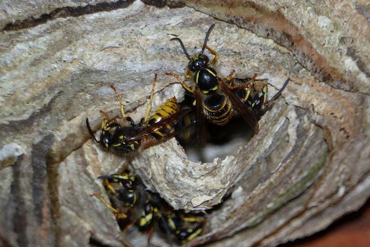 Schutzgebiet Juli 15 005 Schsische Wespe (Dolichovespula saxonica)