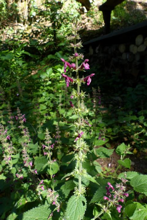 Schutzgebiet Juli 15 006 Wald-Ziest (Stachys silvaticus)